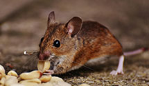 24 Hour & Emergency Exterminators in Kingston, MN